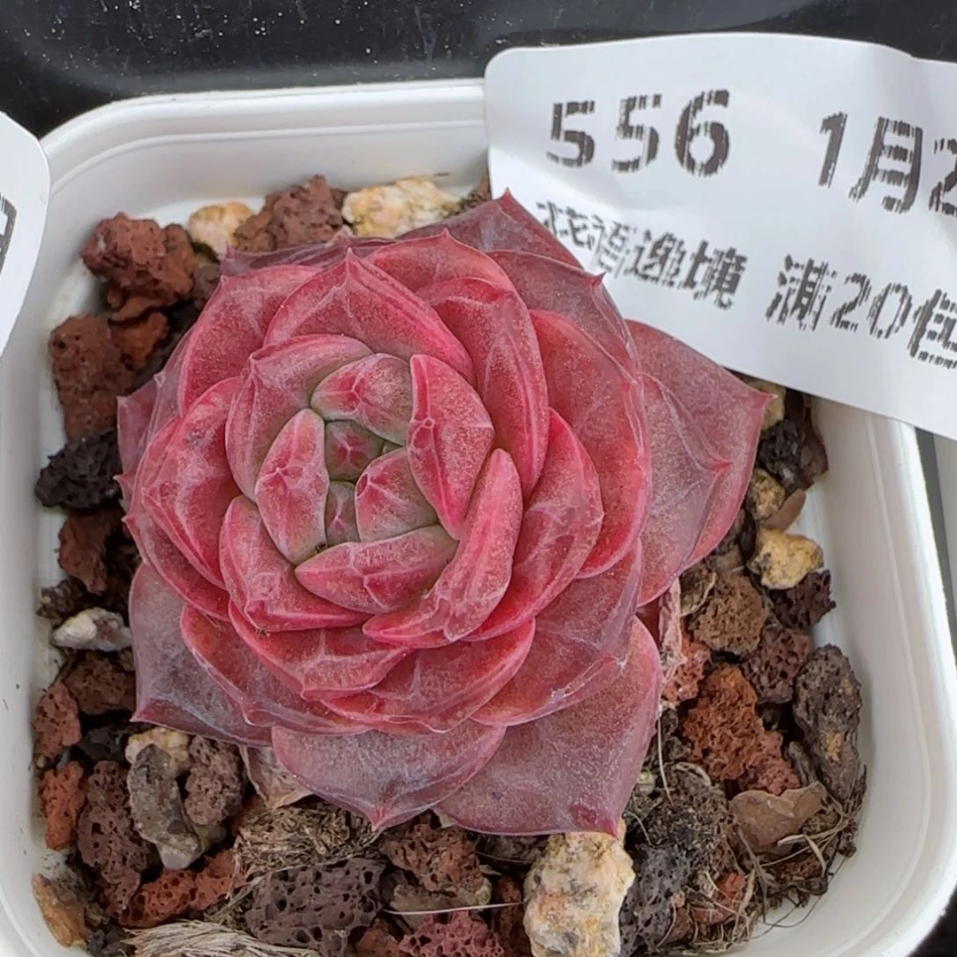 花语逸镜0129-556