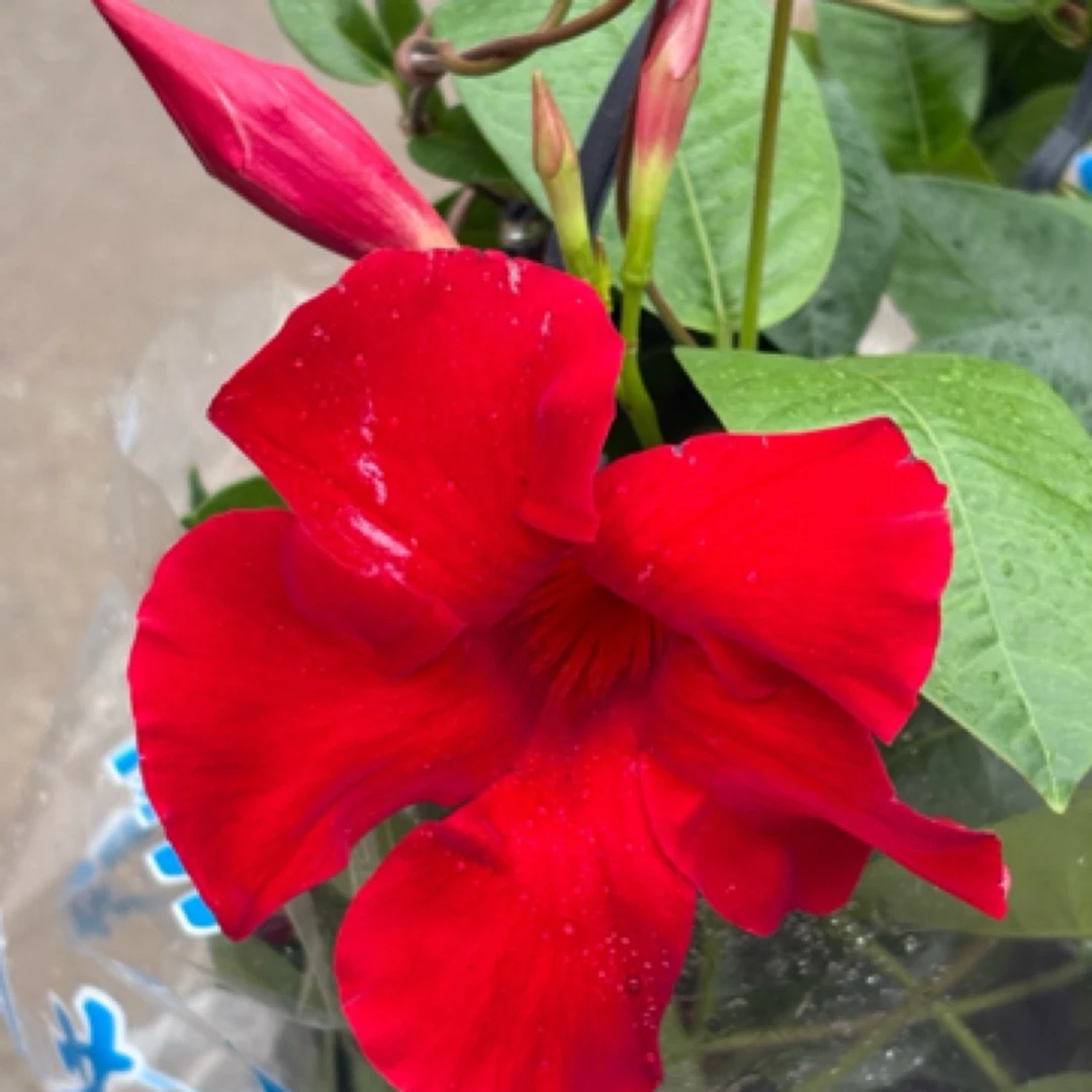 室外飘香藤爬藤植物