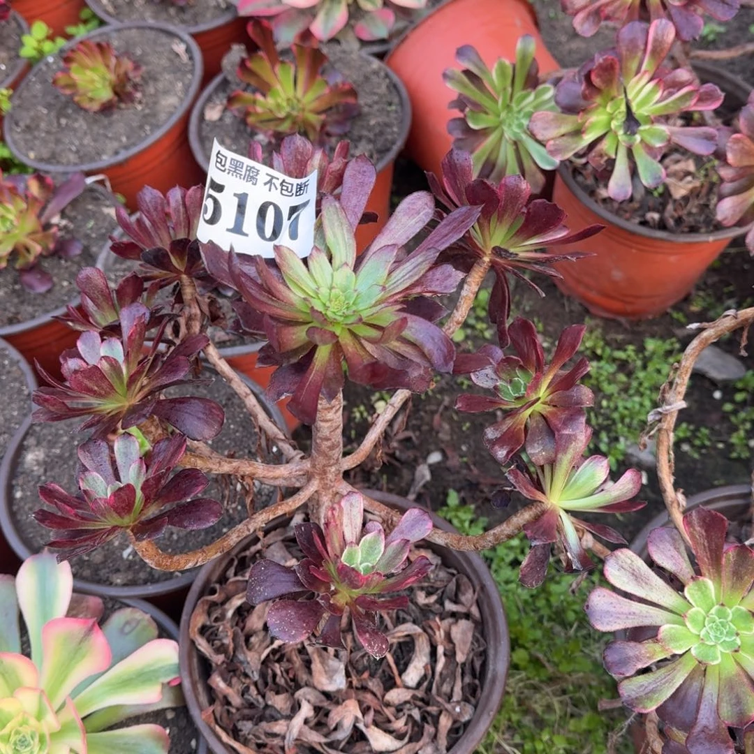 法师墨言无售后5017 19-47