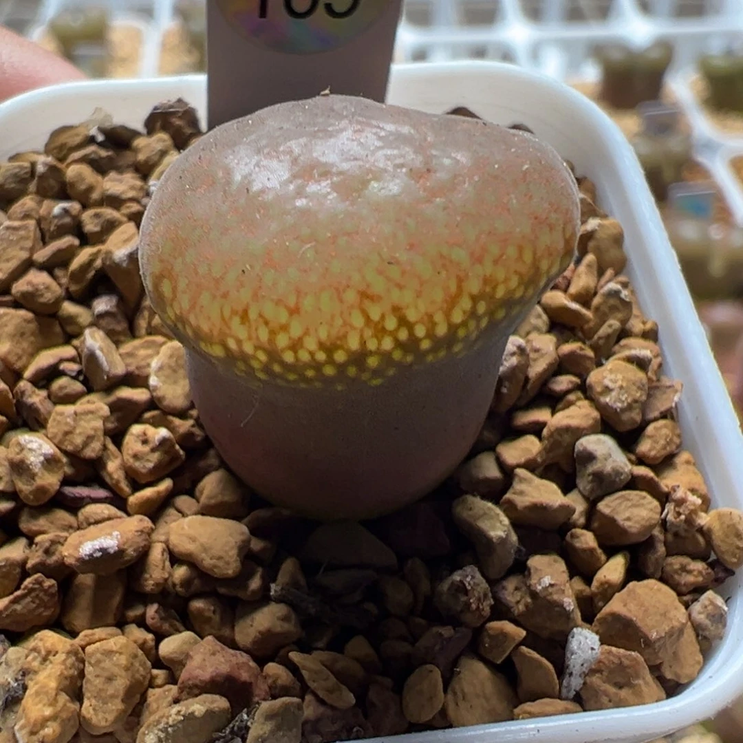 165大型红风铃母本一物一拍