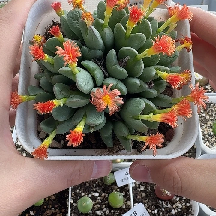老马生石花少将264