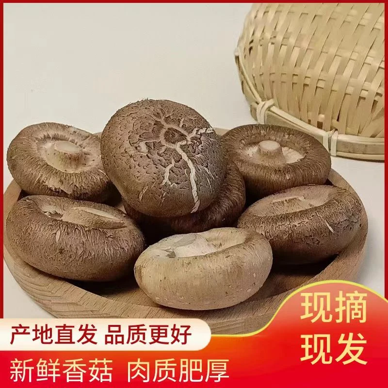 武平新鲜农家香菇现摘现发新鲜湿香菇食用菌菇肉厚味美带箱2斤装