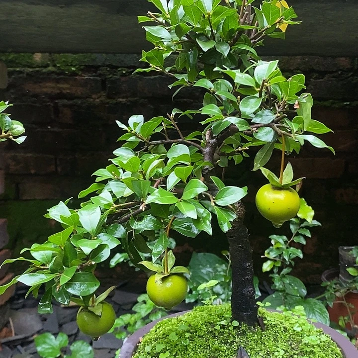 无花朵1111111111111