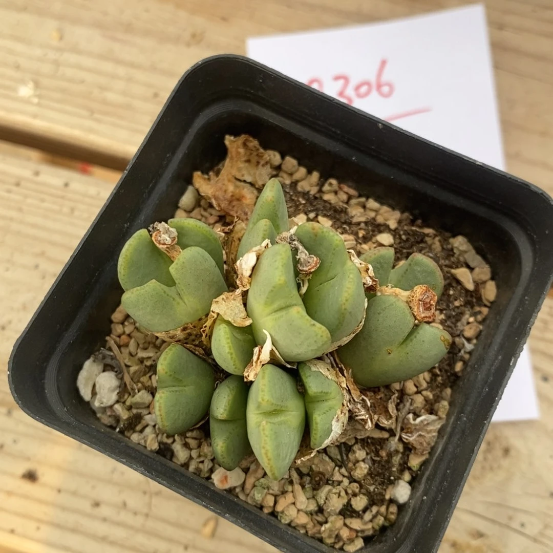 28306。 少将一盒。