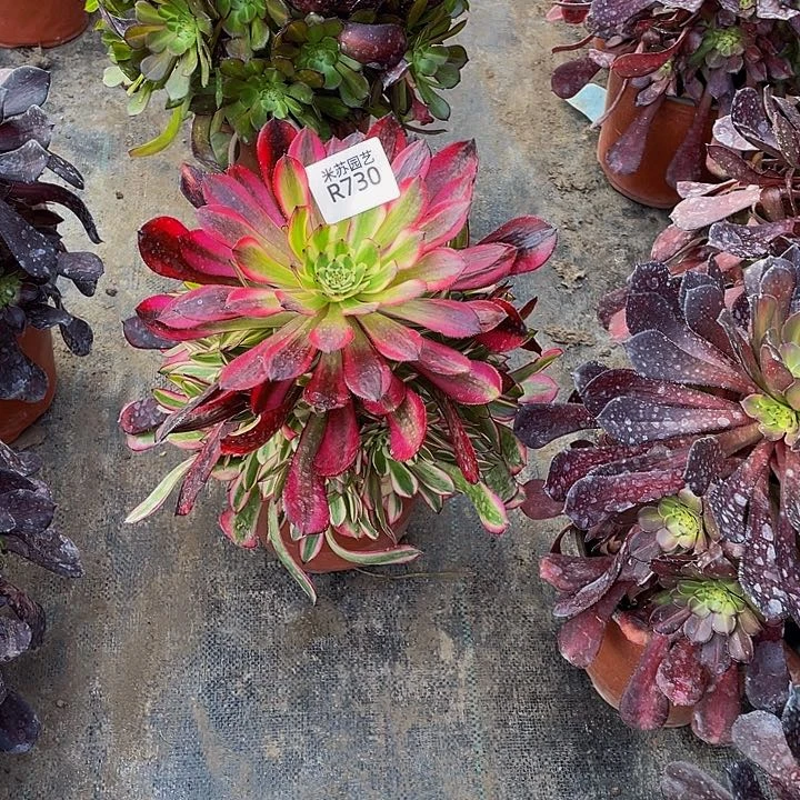 730多肉植物的生长