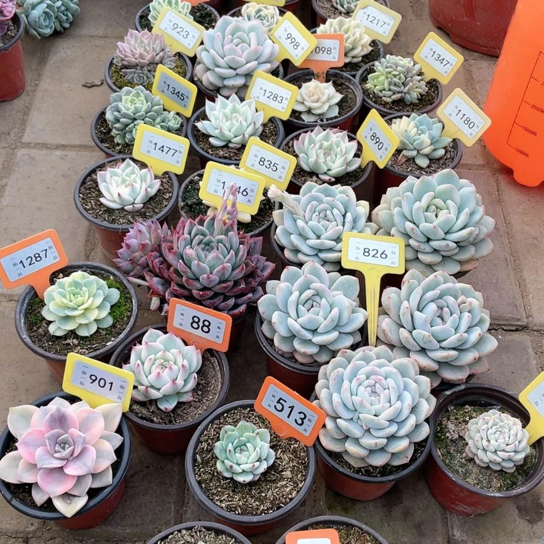 【闪购商品】田*537号两颗一组