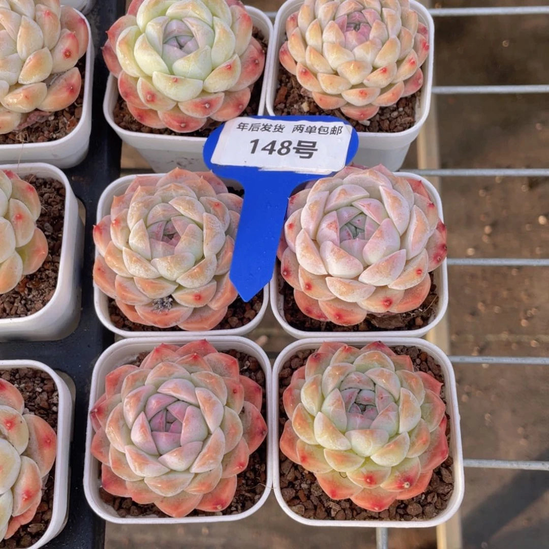 148号奶油精品白桃汽水单头一个