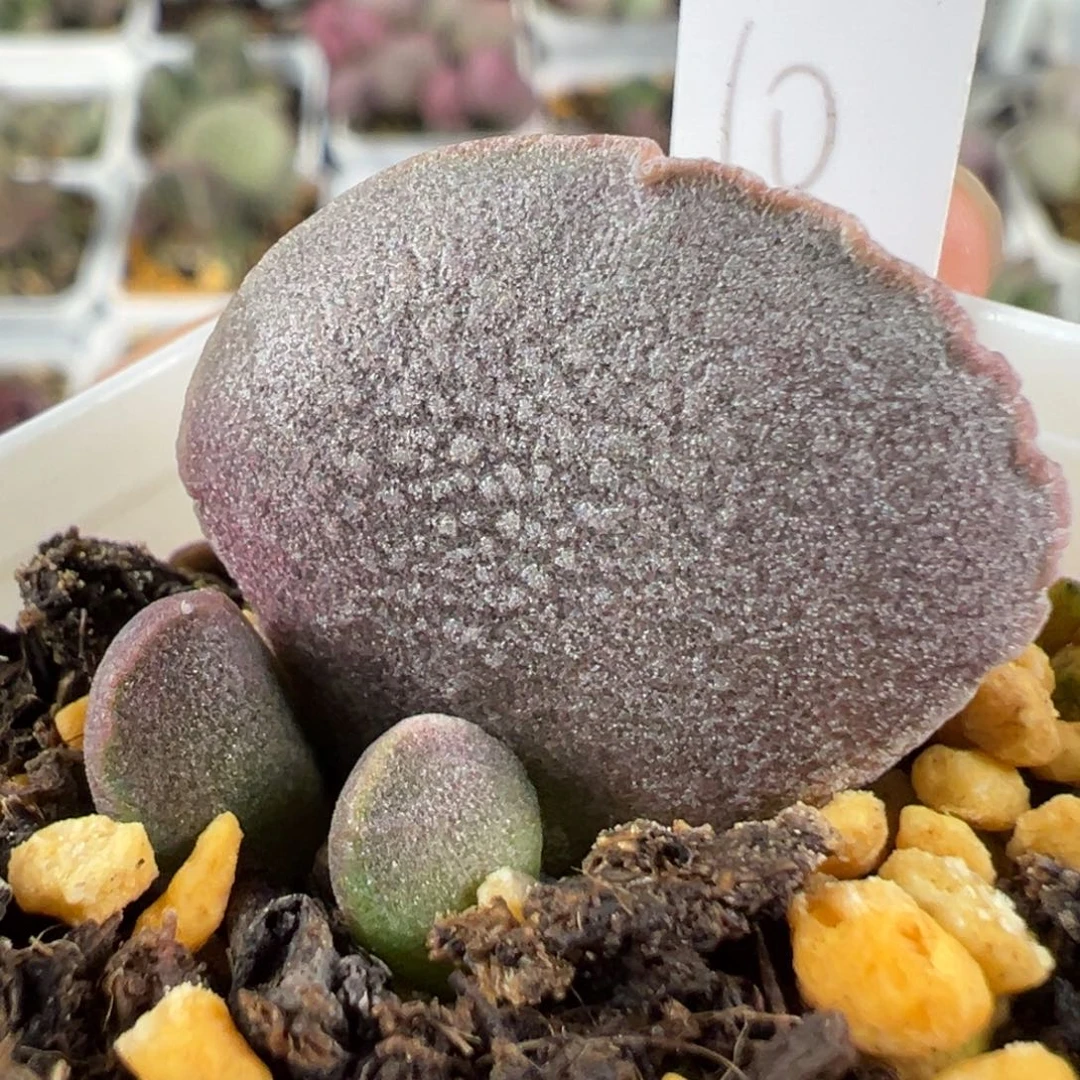 w福利实生新品多肉植物水泡