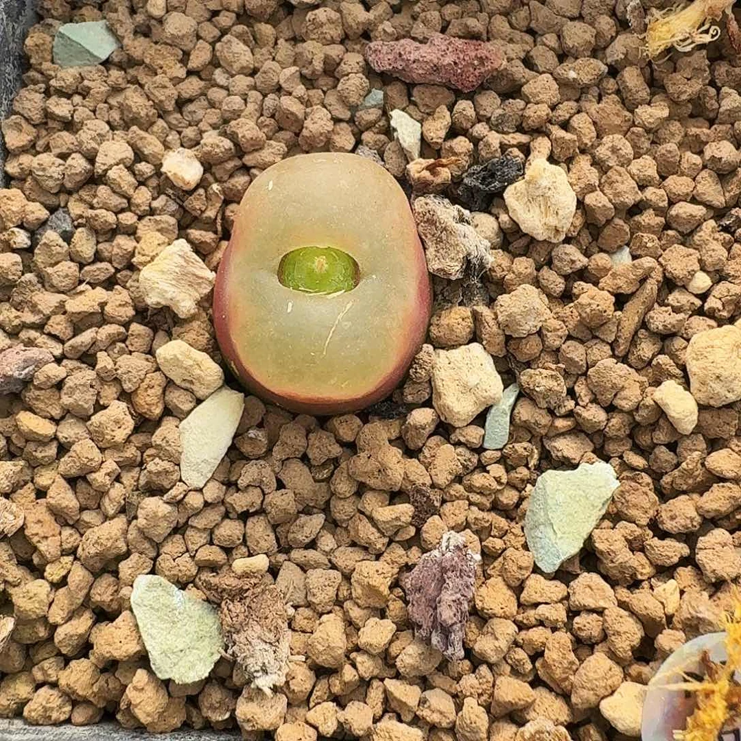 多肉植物福利风铃205