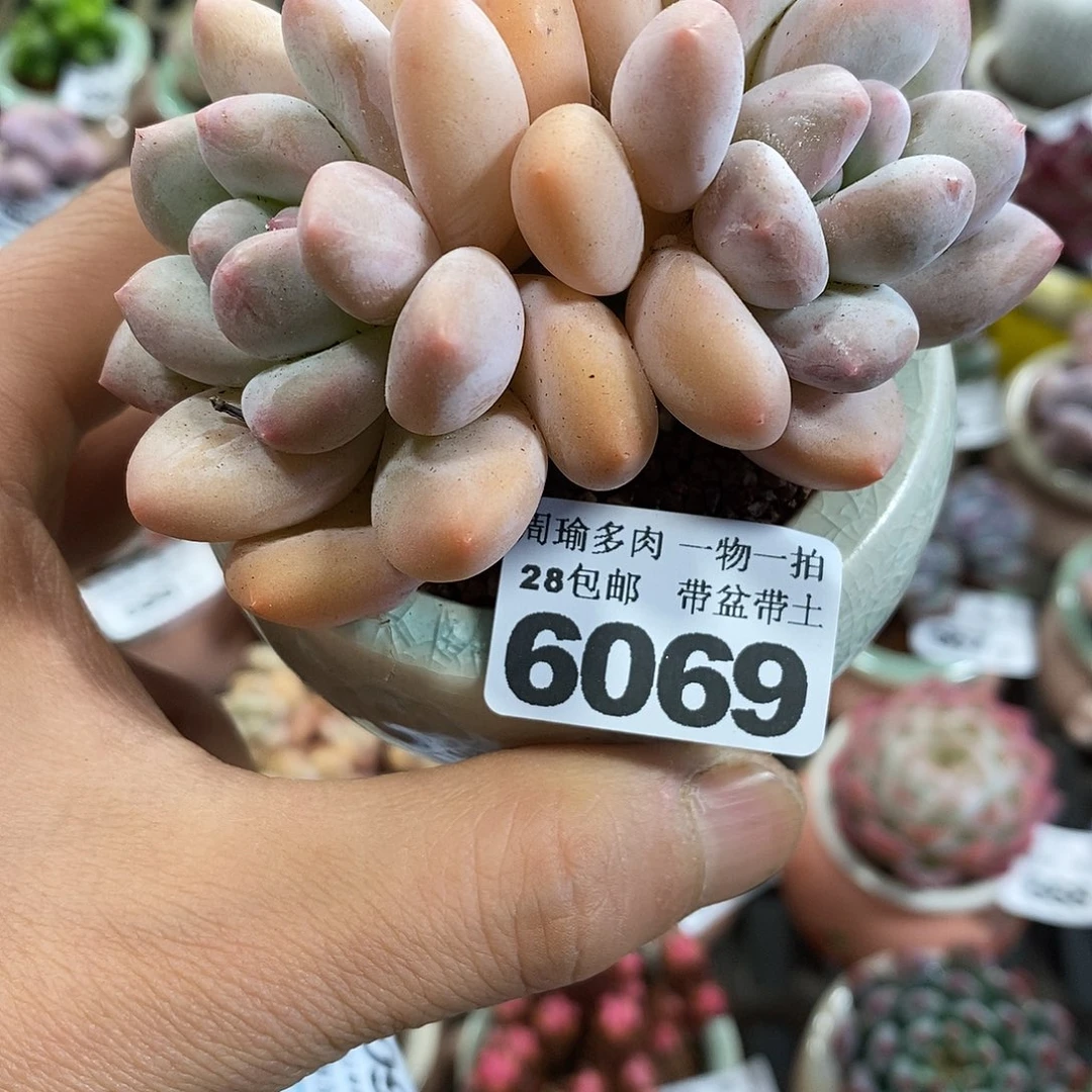 精控多肉植物6069