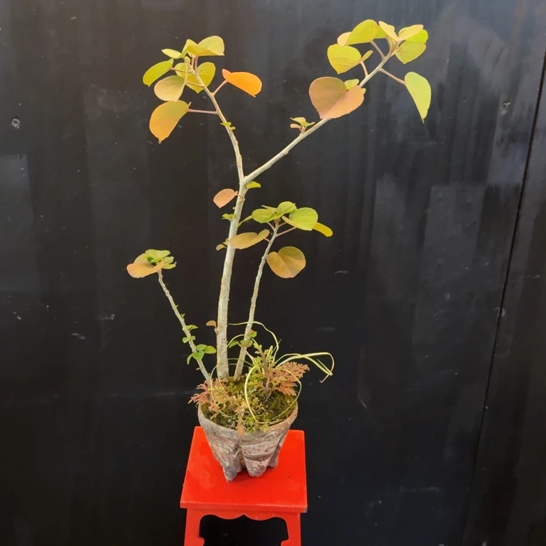 无花朵山野草手作盆