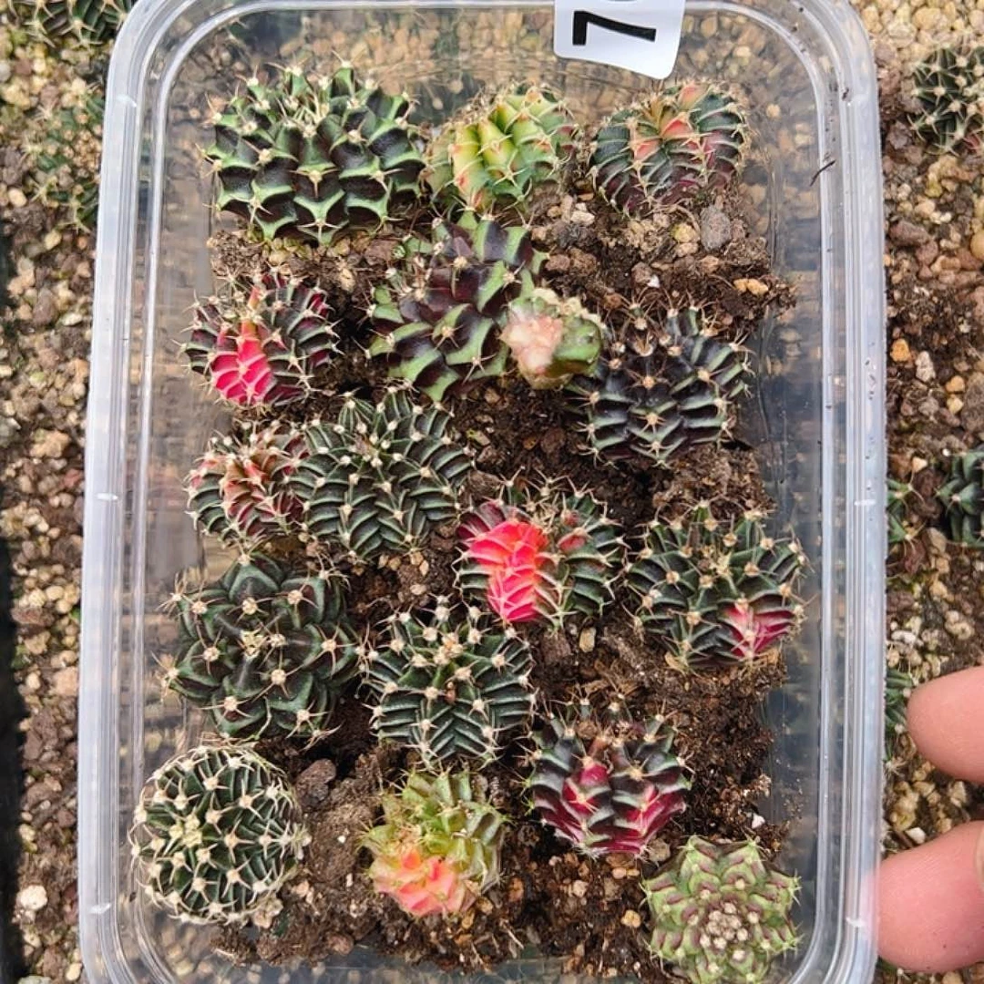 当前无花栽培后可以开花760