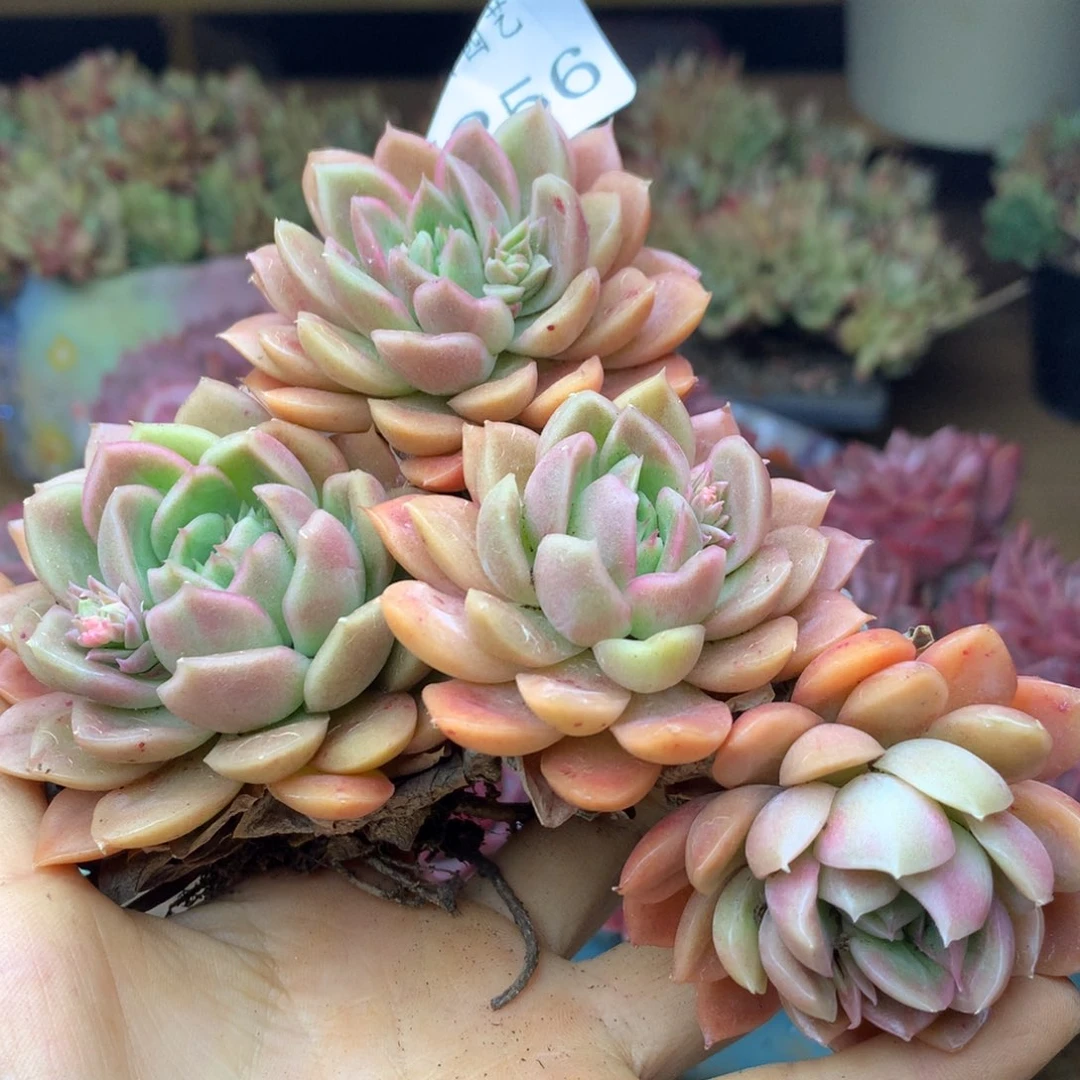 7256杂交精品基地11厘米