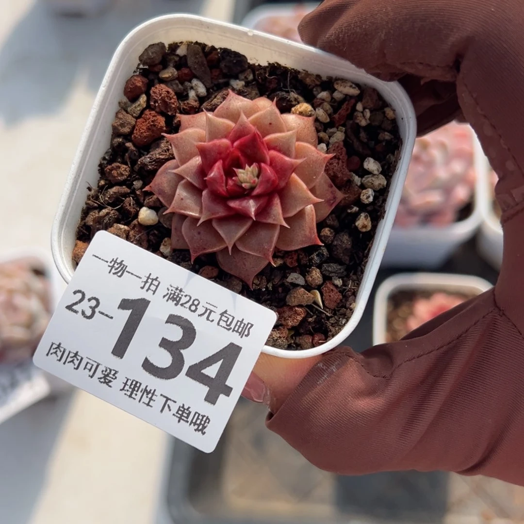 糖心皮皮虾多肉多肉多肉多肉