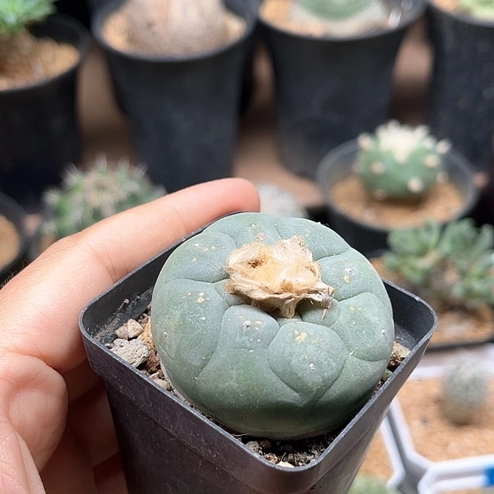 瑕疵球海鲜一颗母本
