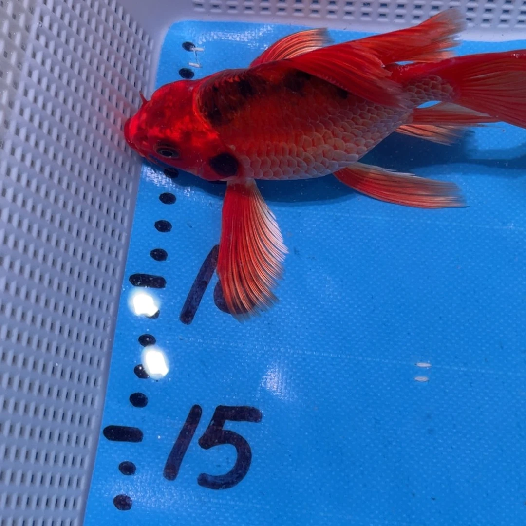 锦鲤蝴蝶鲤鱼锦鲤包邮