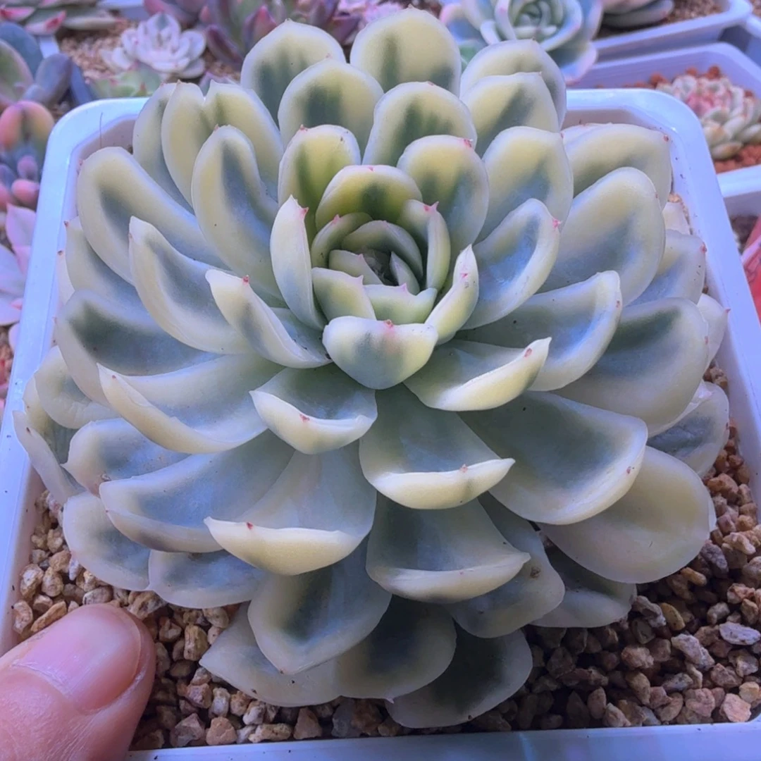 无花朵草莓冰锦 多肉