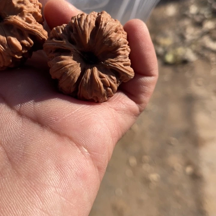 六***排核桃手串/手链平谷凹底