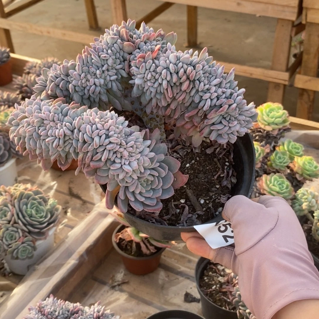 芊***花6052玛瑙缀化一物一拍