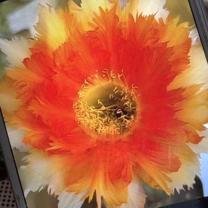 魔羽侧芽5公分彩草20包邮）