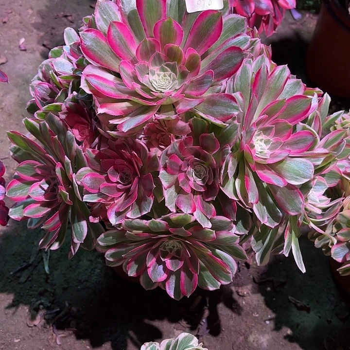 多肉植物孔雀翎00848