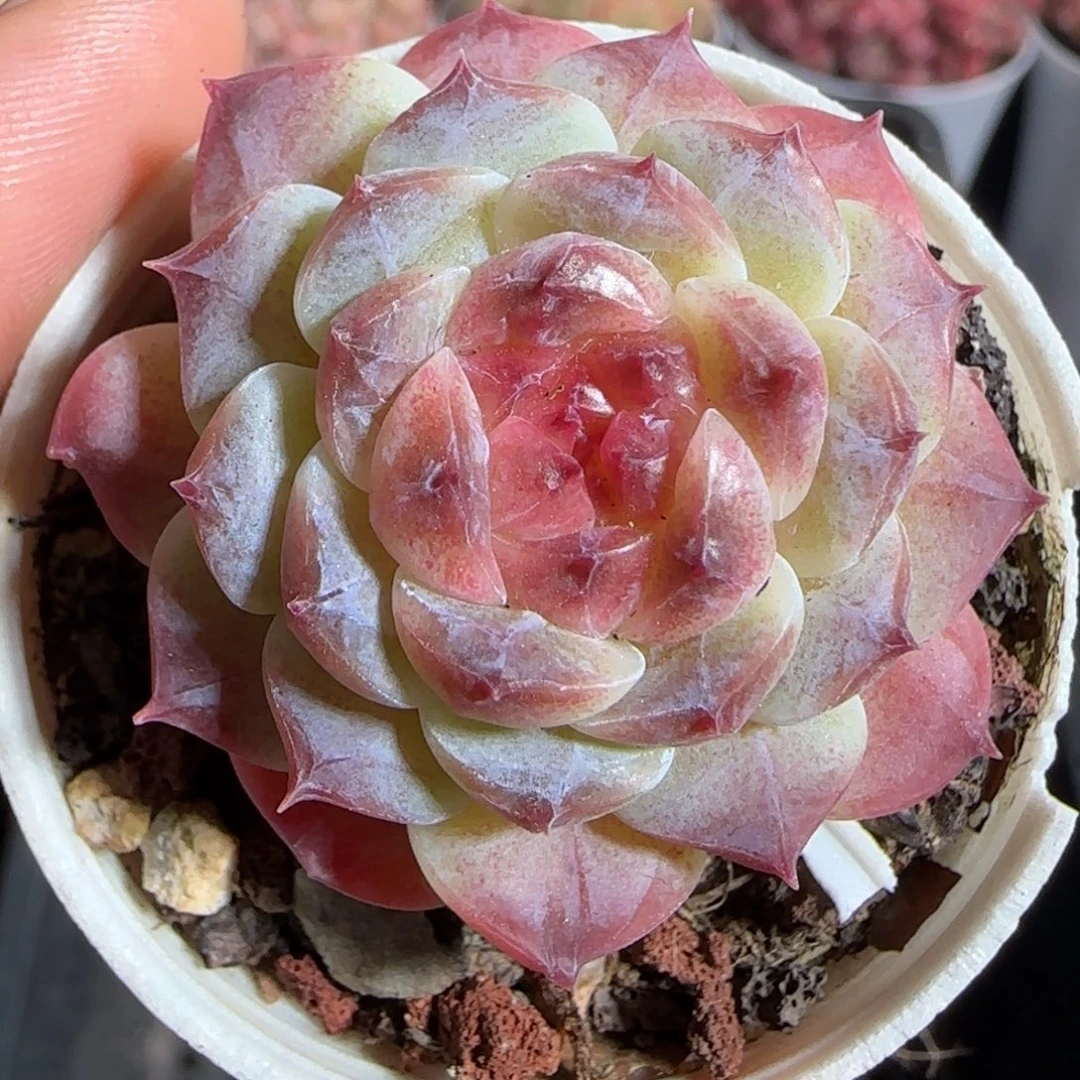 多肉1222-218秘境冰魄