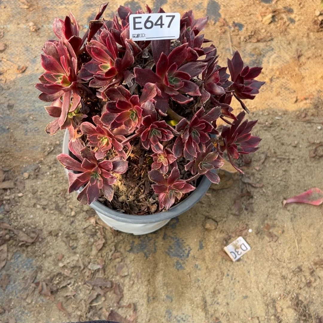 647丽娜多肉植物法师多肉