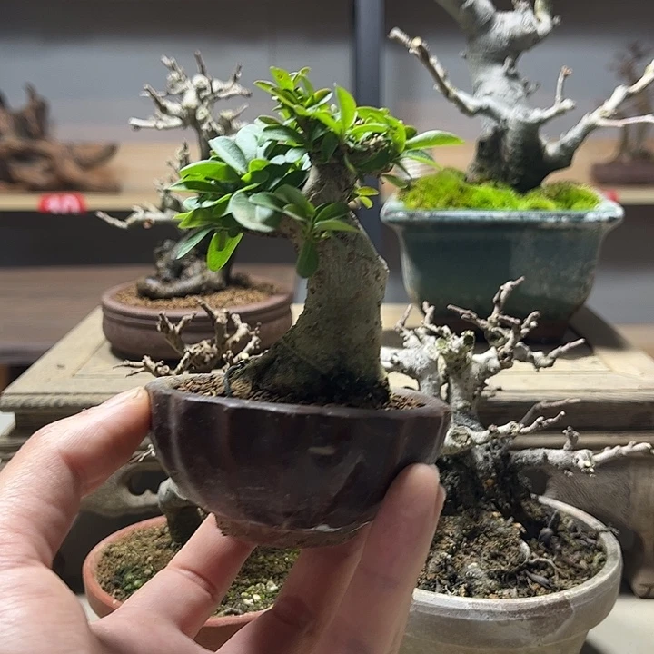 无花朵米东矮霸盆景老庄