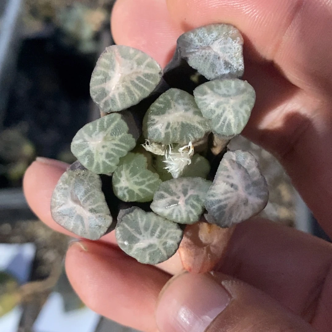 604 一颗优选实生牛叉万象 懂的拍 超级福利