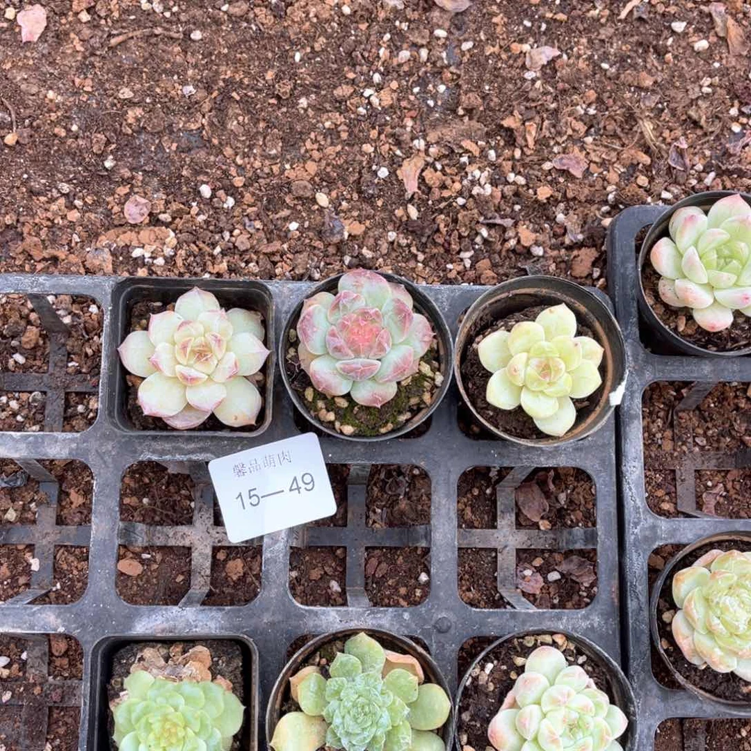 群不包整多肉一物一拍15-49