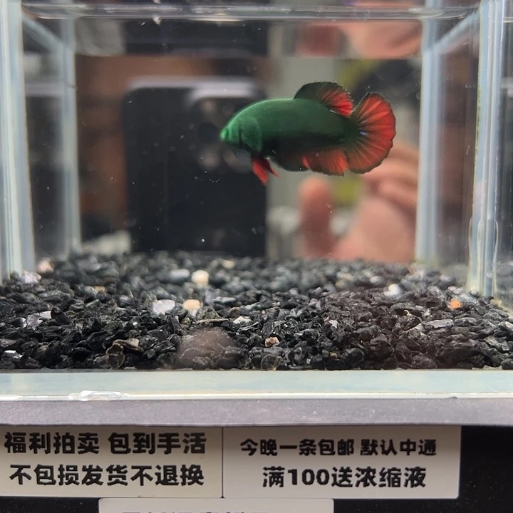 斗鱼跑单拉黑9日53