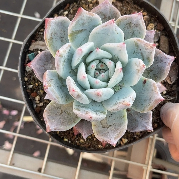 两单包邮，晨语多肉12野卡