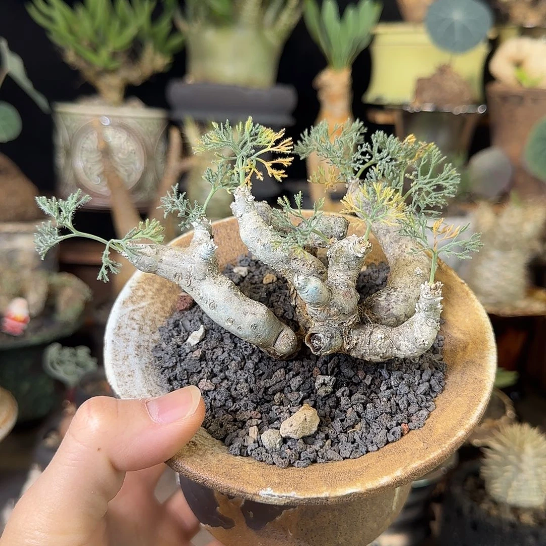 一物一拍黑皮月界580