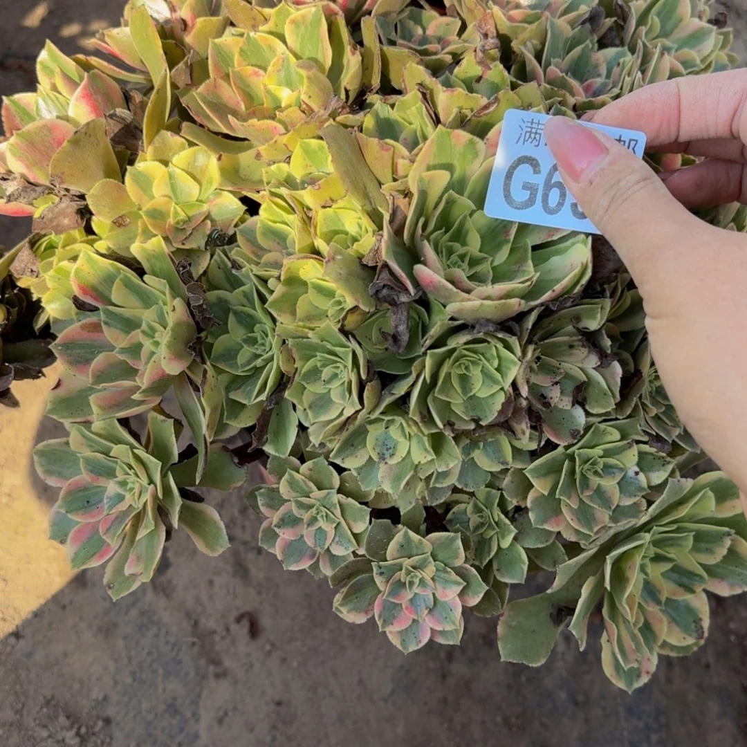 631多肉植物捧花的时候