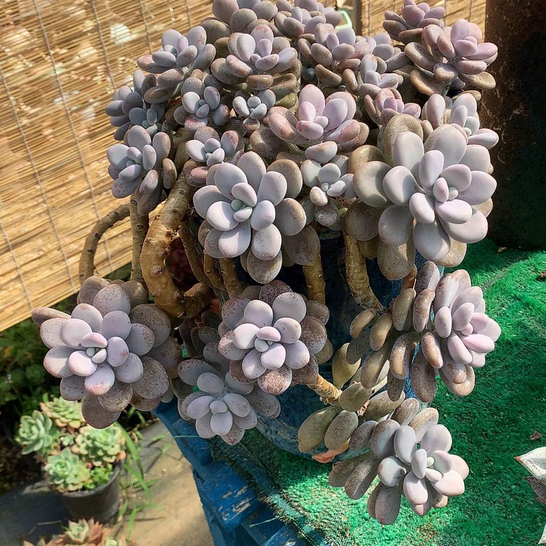 腰子蛋一物一拍11-40