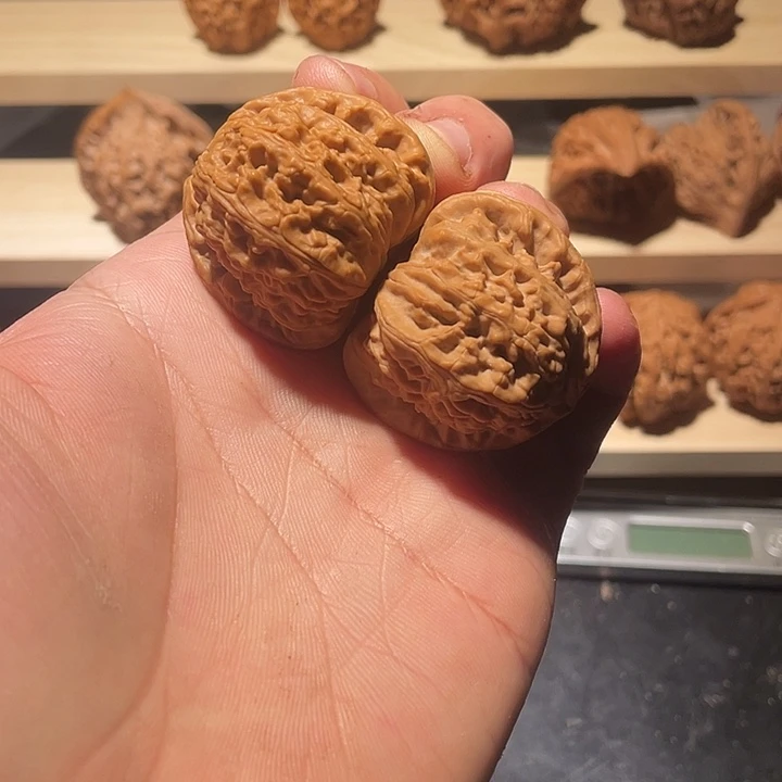 白狮子全品39尺mm