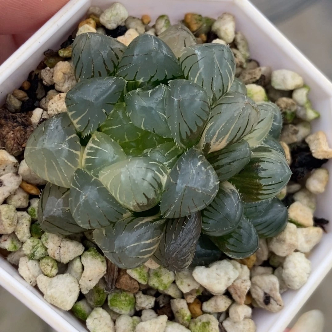 福利实生玉露锦一物一拍