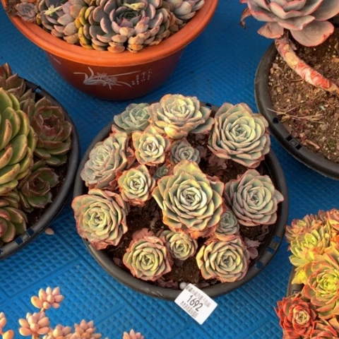 逆*1692奶油黄桃多肉