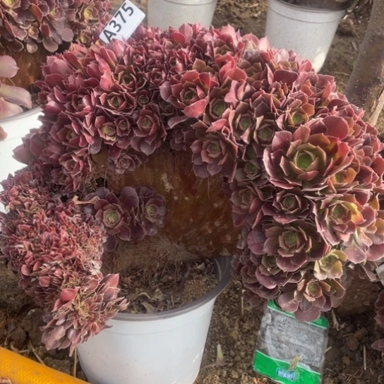 微瑕375玫瑰朵朵缀