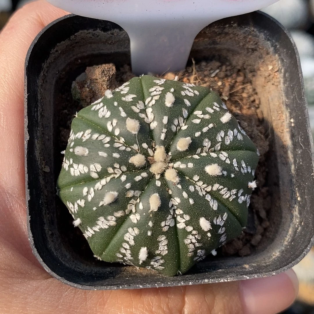 263美纹系列产品福利来