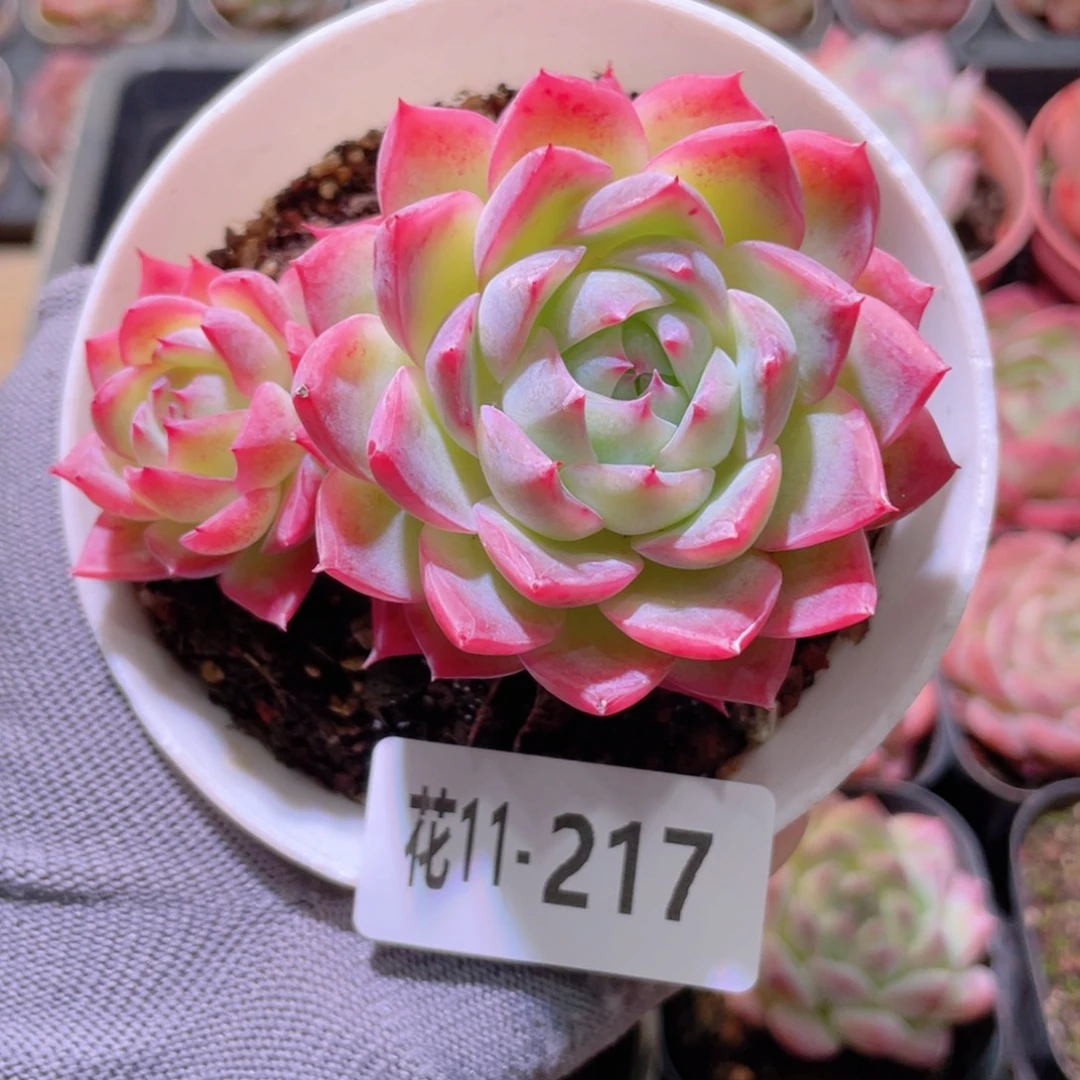 花利美11-217孤星