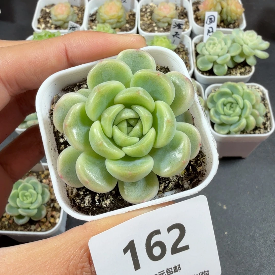 甜心童话一物一拍162