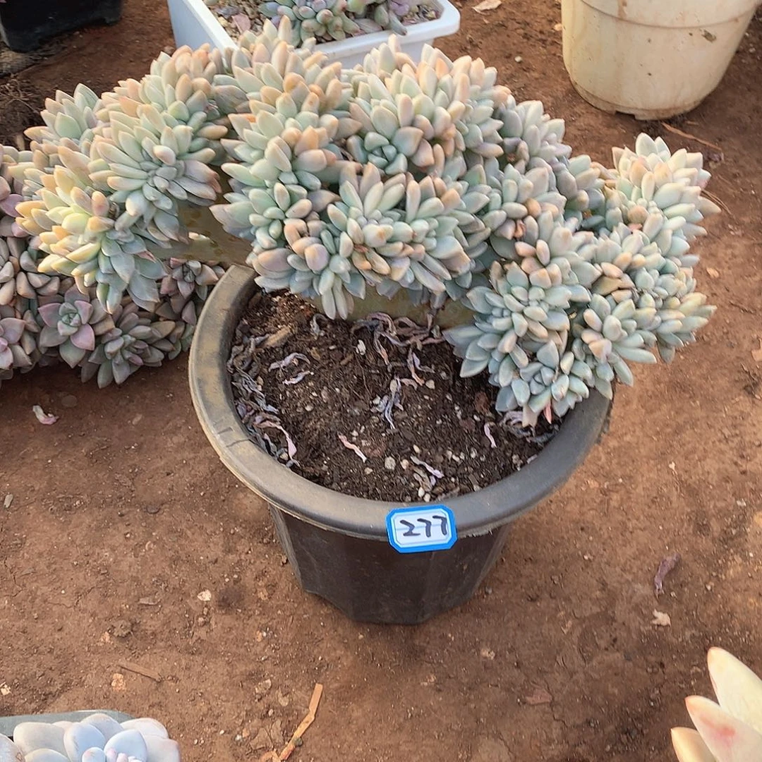 277淡雪缀 一物一拍多肉