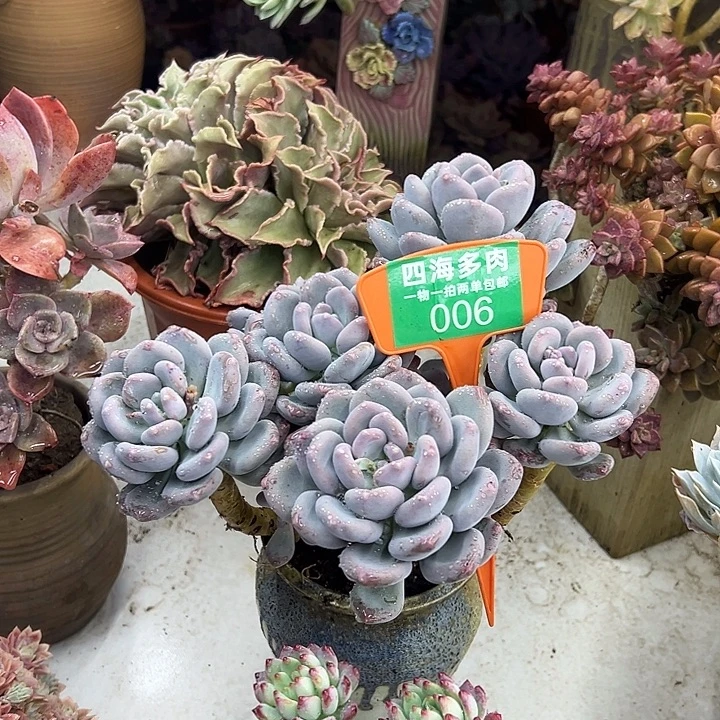 长***乐咖啡多肉植物提取006