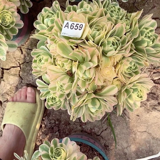 辛尼亚法师朵朵8-6666