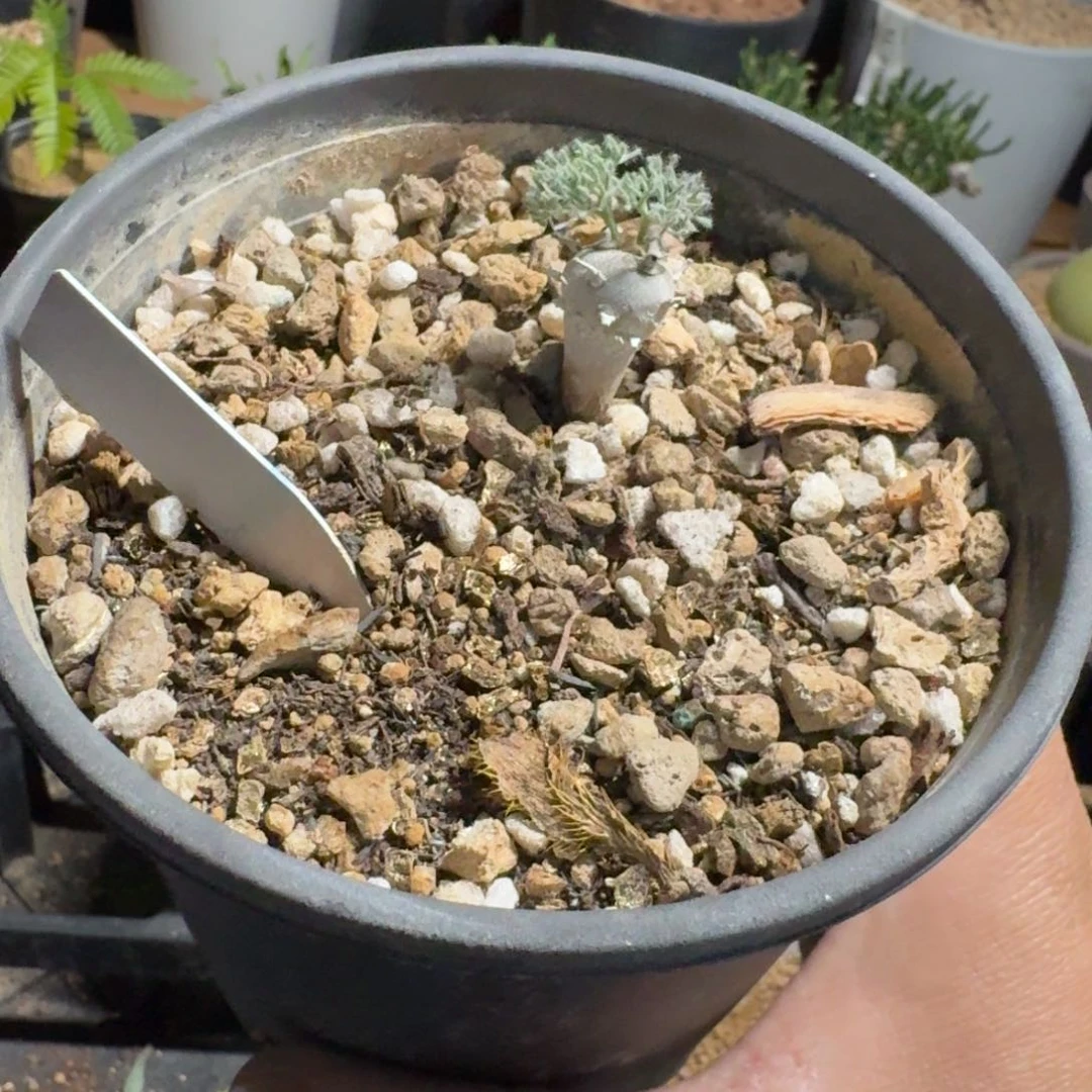 白皮月界块根植物