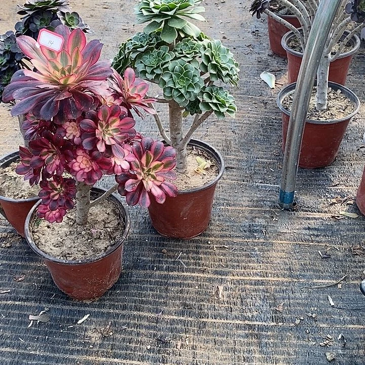 14 ，3颗多肉法师多肉法师