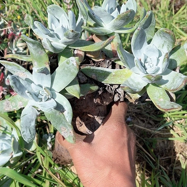 M****n仙女杯多肉植物盆栽