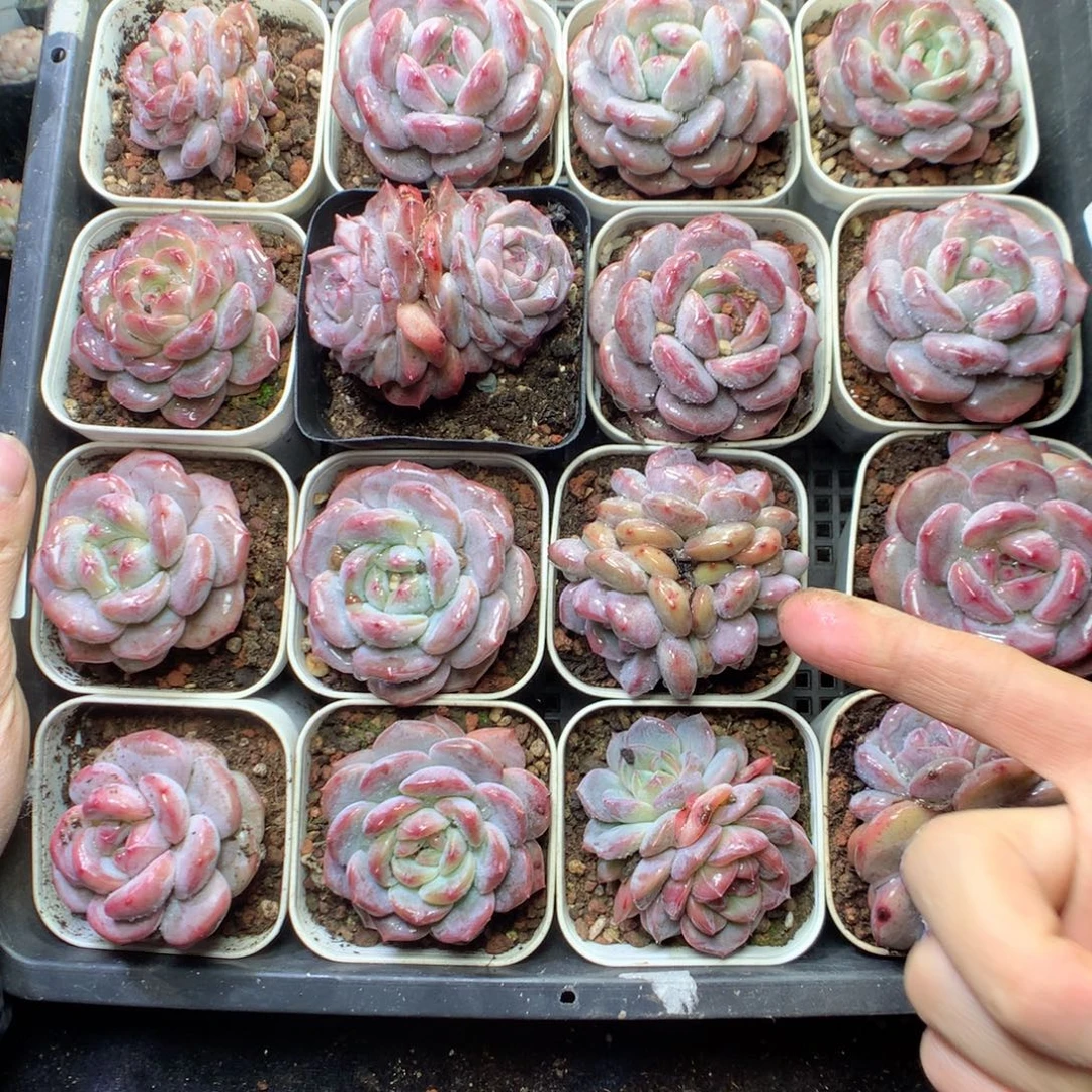 无花朵星橙16颗。量拍20元yyyy