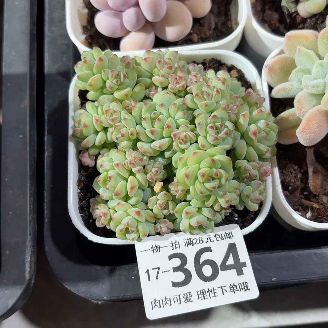 焦糖精灵无盆土发货无